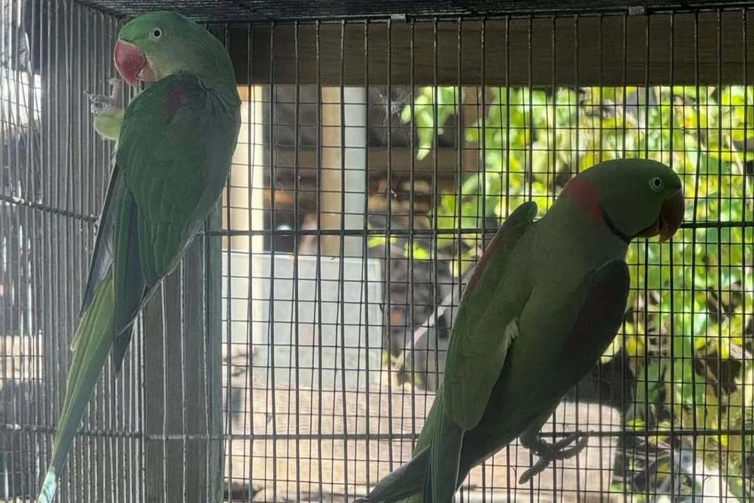 Operação resgata 120 aves silvestres e tartaruga vítimas de maus-tratos