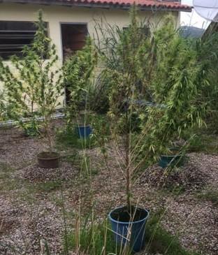 Morador é preso por cultivar pés de maconha em residência 
