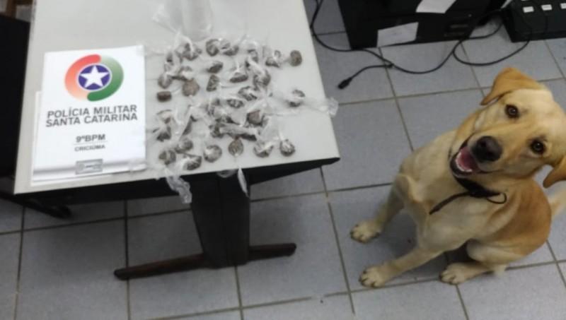 Cão da Polícia Militar encontra drogas em Criciúma