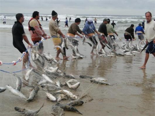 Pescadores animados com a safra da tainha 