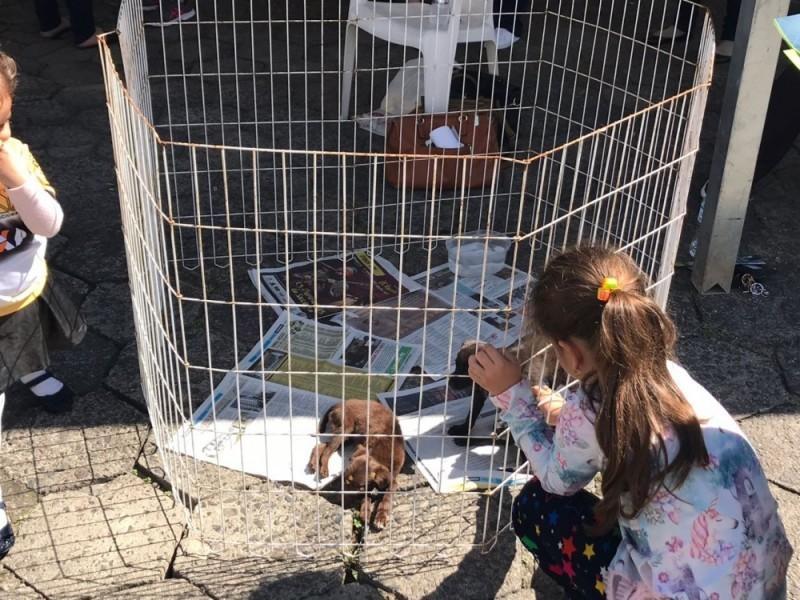 SOS Vira-Lata realiza feira de adoção neste sábado 