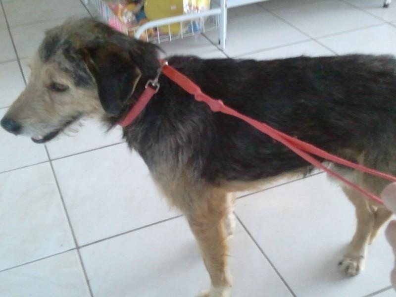 Animal encontrado no bairro Linha Batista