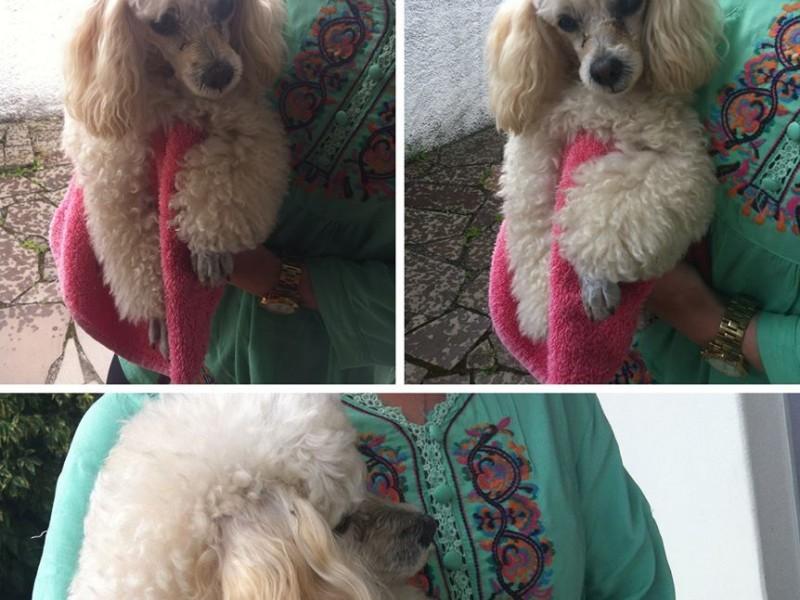 Animal encontrado no bairro Cruzeiro Do Sul