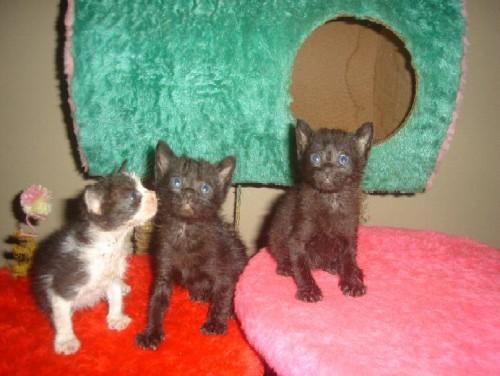 Gatinhos para doação