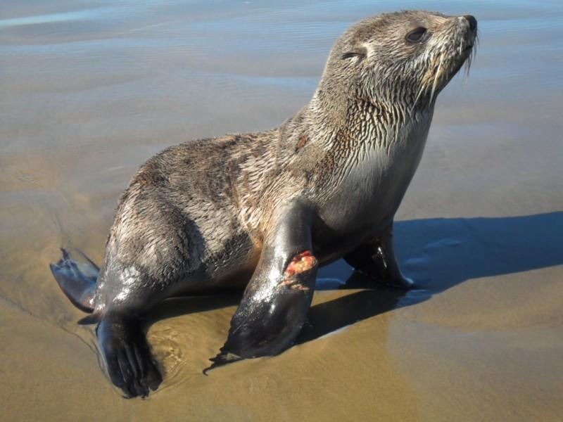 Irresponsabilidade humana no litoral leva animais marinhos à morte