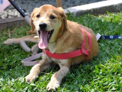 Para adoção: Bandit