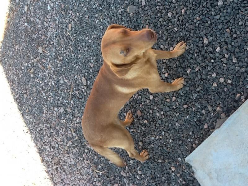 Animal perdido na Quarta Linha
