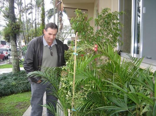  Começa a campanha de cultivo de mudas frutíferas em Maracajá