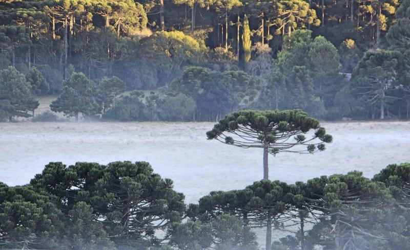 Amanhecer na Serra catarinense foi com geada neste domingo