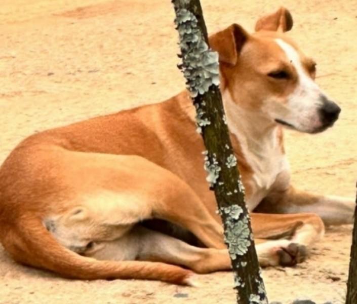 Animal para doação - Pinga