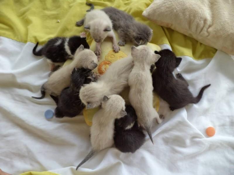 Gatinhos para adoção