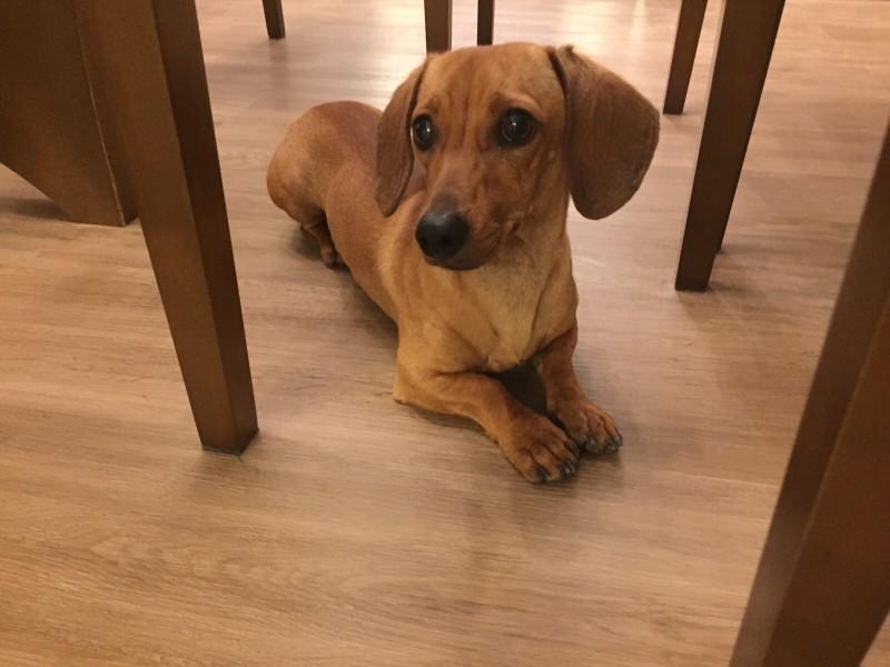 ENCONTRADO! Animal encontrado no bairro Lote Seis 