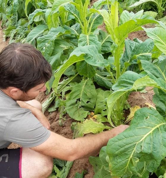 Granizo de setembro causou danos para cultura do tabaco no Extremo Sul