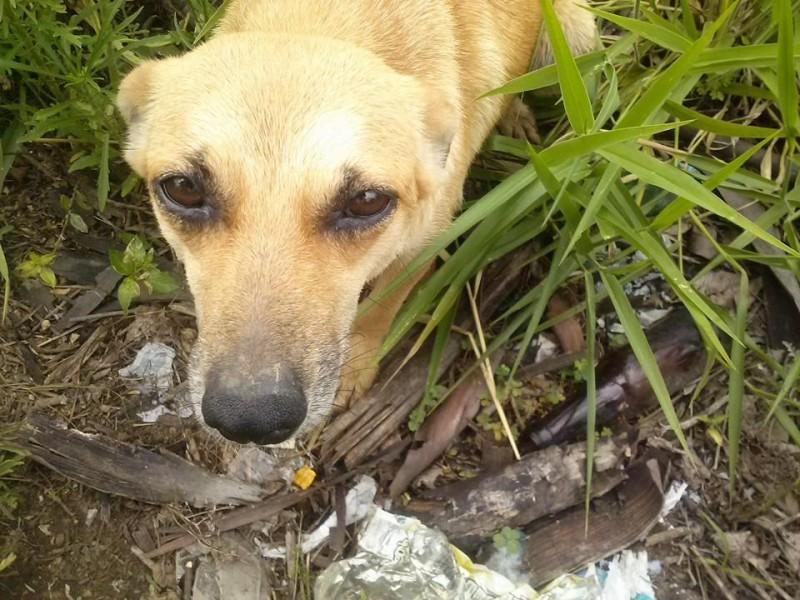 Animal encontrado no bairro no final Da Rua NoÉ Pirolla