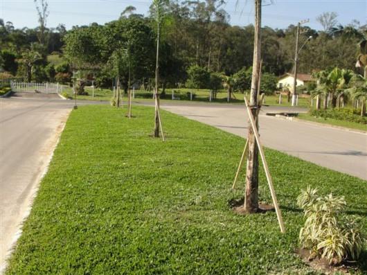 Mais verde em Cocal do Sul