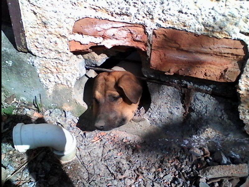 Cachorro fica “entalado” em tubulação