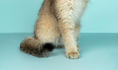 Voluntários se unem para ajudar abrigo no RS que está com mais de 3 mil animais