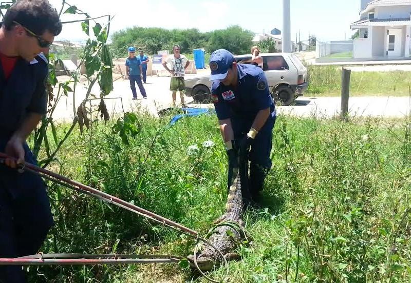 Bombeiros capturam jacaré perto de casa em Tubarão