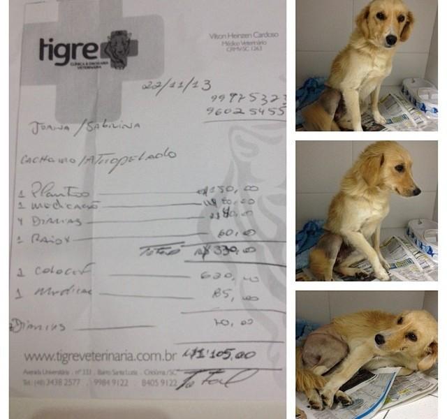 Animal encontrado no bairro Santa Luzia