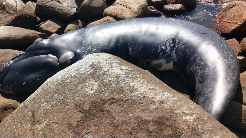 Filhote de baleia-franca encalha no litoral sul de SC