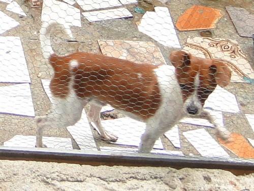 Procura-se Guiu no bairro Vera Cruz em Criciuma