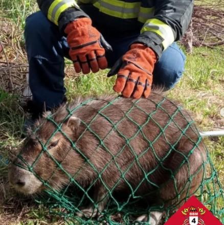 Bombeiros retiram capivara adulta de pátio de escola