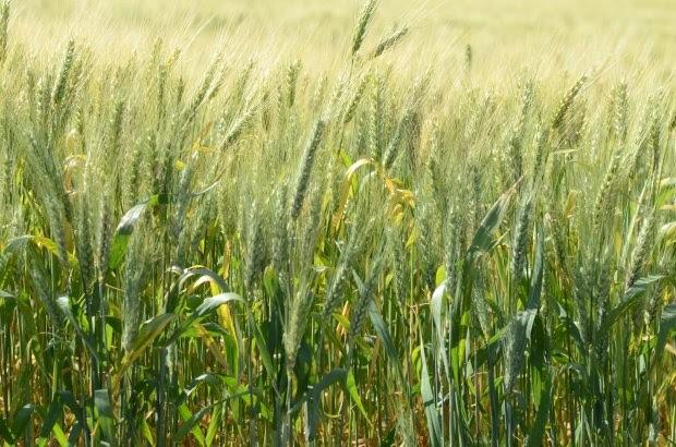 Santa Catarina aposta em crescimento de 55% na safra de trigo 
