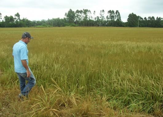 Carvão e chuva quebram metade da produção de arroz em Maracajá
