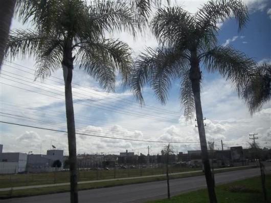 Palmeiras jerivás já são marcas na paisagem da Centenário