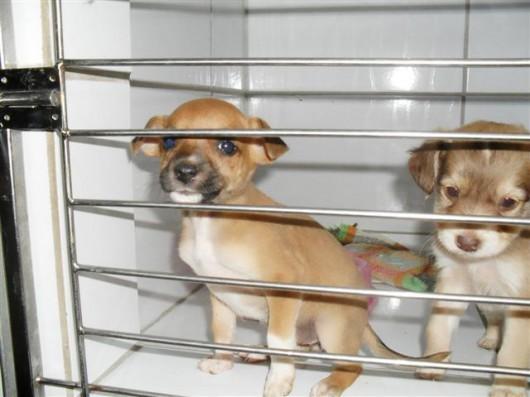 Cãezinhos para adoção