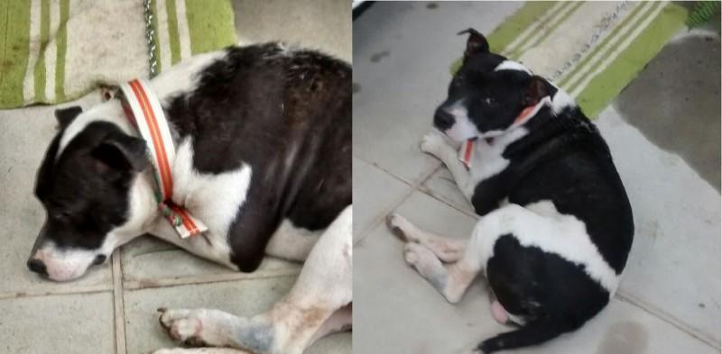 Animal encontrado no bairro Santo Antônio