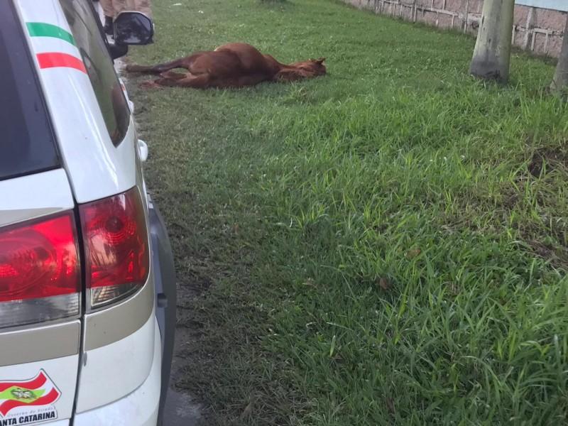 Polícia encontra cavalo machucado na Avenida Luiz Lazzarin 