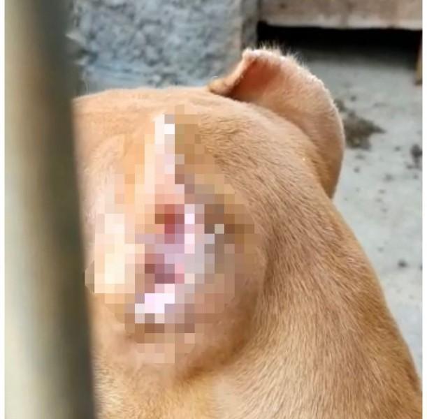 Policiais encontram cão com orelhas cortadas durante operação