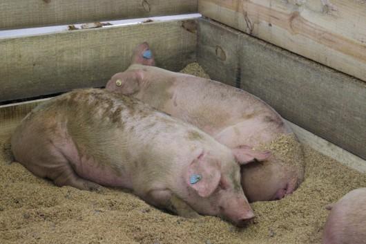 Animais da Agroponte devem consumir até 1,5 tonelada de comida por dia