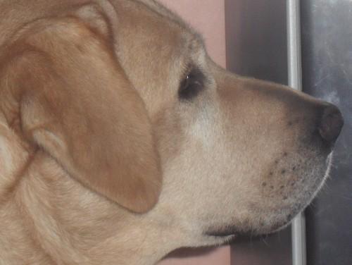 Procura-se Tobby no bairro Natureza 2, em Criciúma