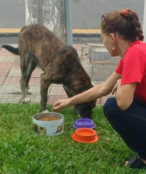 Ong Animal.com promove ação especial em agosto
