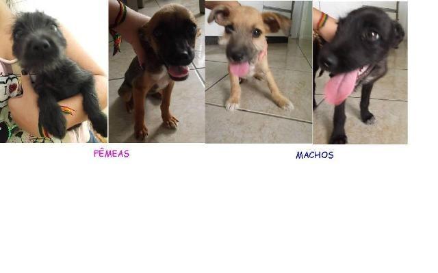 Animal encontrado no bairro Patrimônio