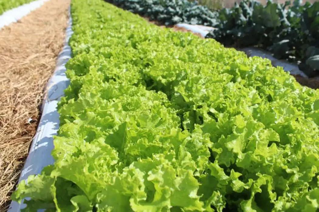 Crise climática ameaça cultivo de alface em campo aberto, diz estudo