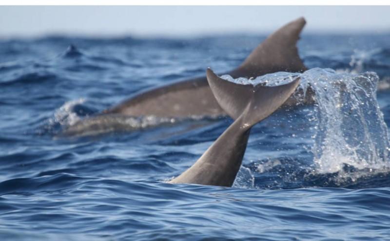 Unesc lança curso de pós-graduação em Biologia Marinha