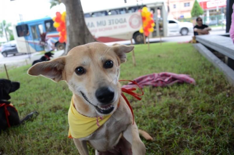 Mutirão de Castração de cães e gatos é cancelado em Nova Veneza 