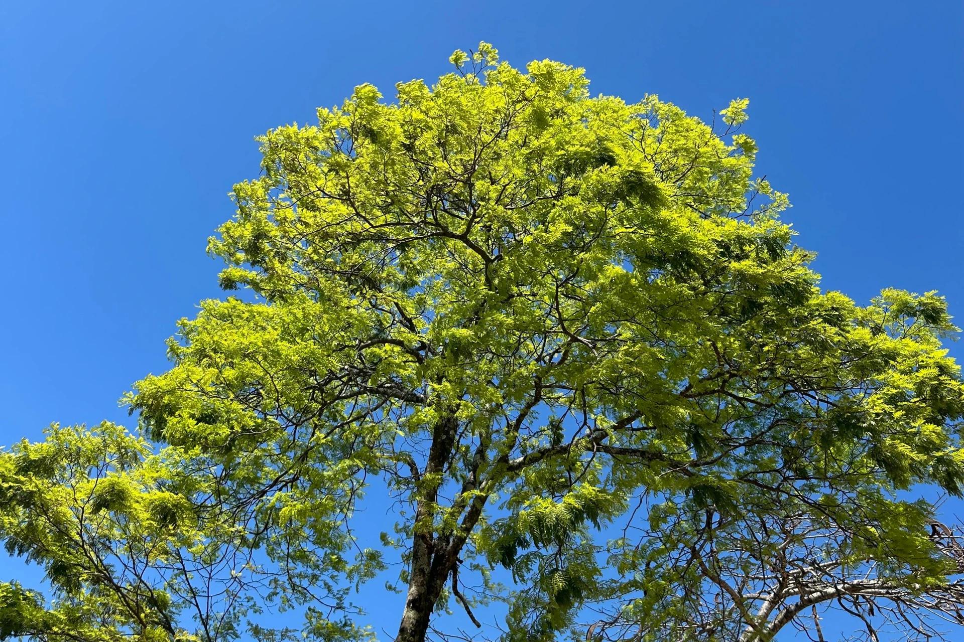 Calor: Criciúma ultrapassa 30°C nesta sexta-feira