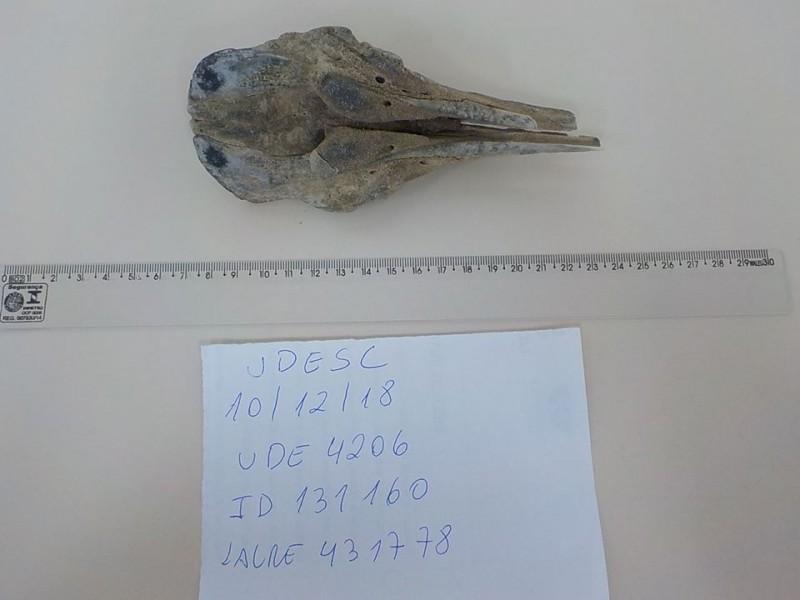 Fragmento de crânio em mineralização é registrado pela equipe da Udesc