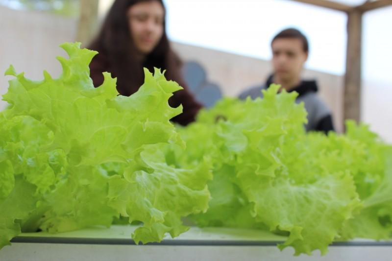Alfaces são comercializadas em projeto empreendedor de escola de Içara