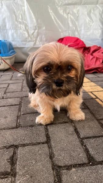 Buscão castra 12 animais no bairro Presidente Vargas