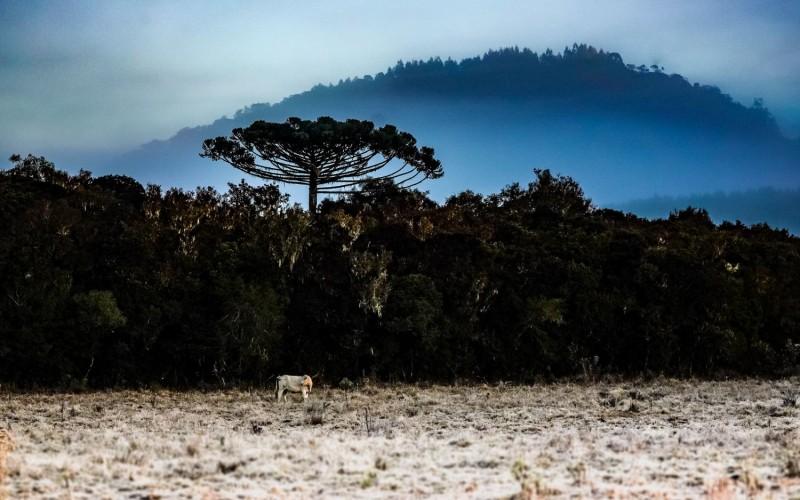 Santa Catarina pode registrar neve neste fim de semana 