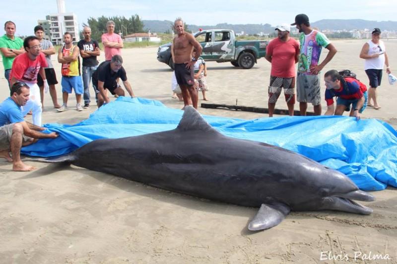 Boto encontrado morto não apresentava marcas de rede
