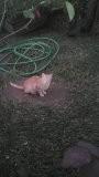 Animal encontrado no bairro São Roque