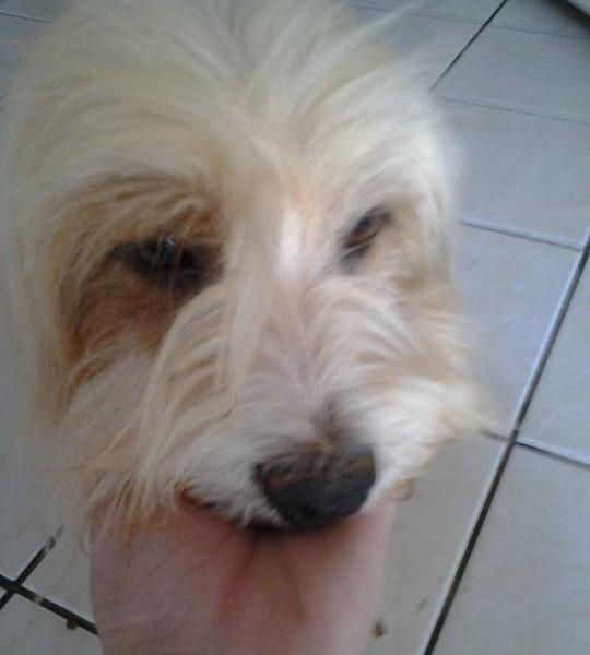 Animal encontrado no bairro Ana Maria