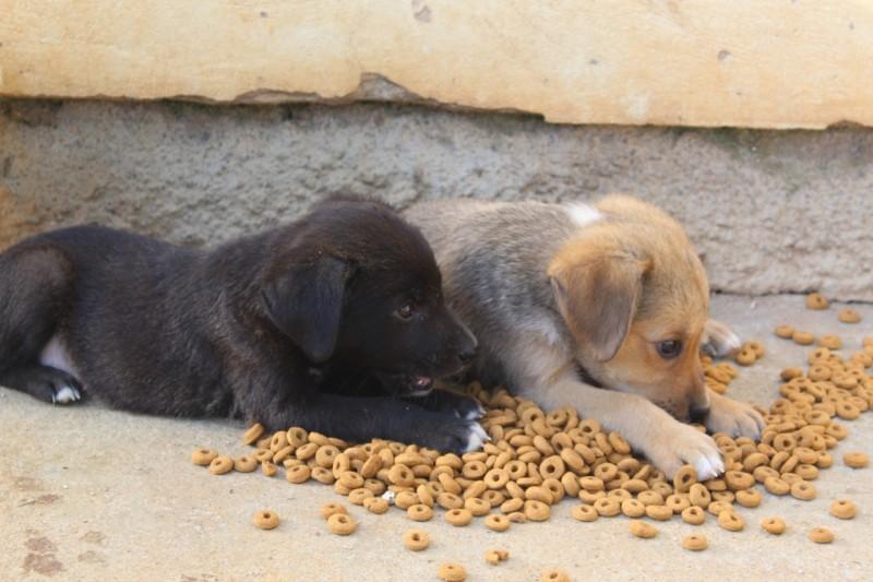 Profissionais reforçam a importância da castração de animais em Içara