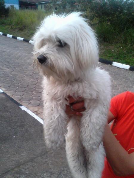 Animal encontrado no bairro Pio Correia